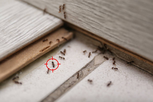 Best Emergency Pest Control  in Andrews, NC