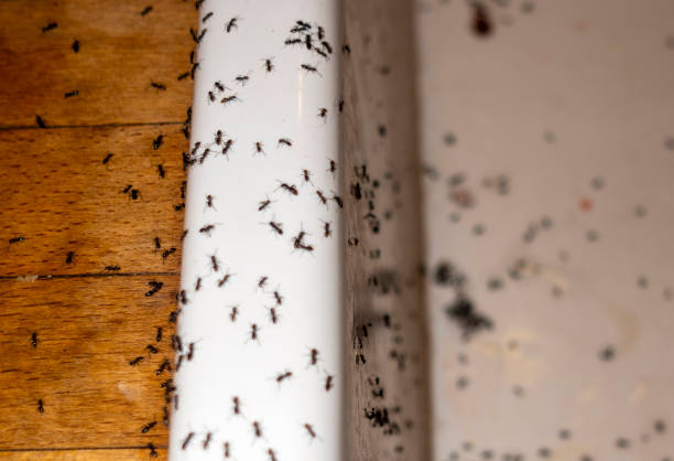 Best Affordable Pest Control Services  in Andrews, NC