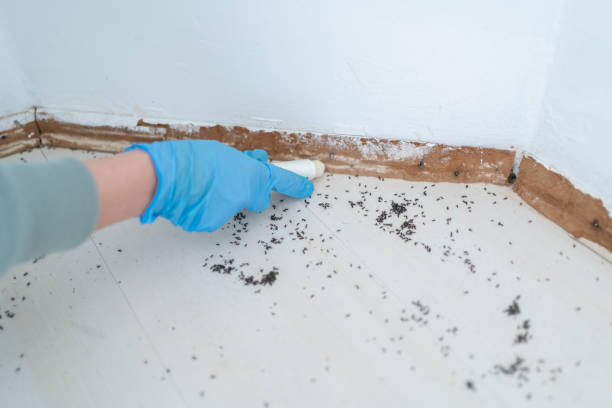 Insect Control in Andrews, NC